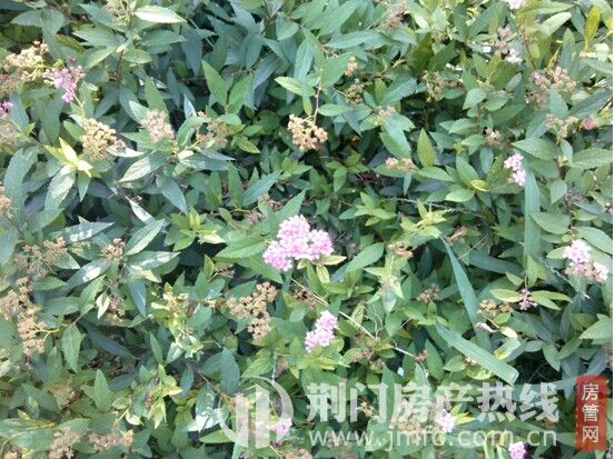 凤凰城