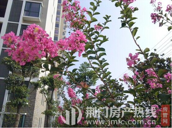 凤凰城