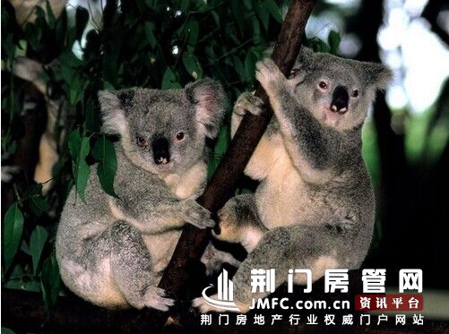 荆门万达广场　可爱的考拉