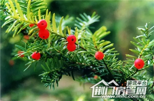 飞扬新天城