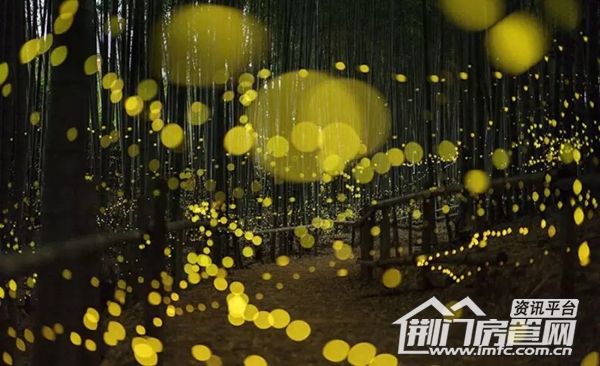 萤火虫音乐节