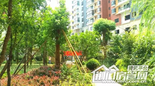 葡萄园实景