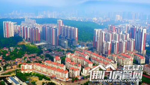 葡萄园实景图