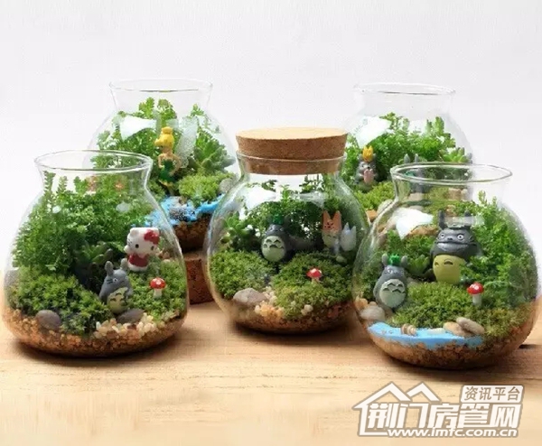 绿植DIY