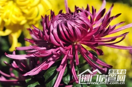 荆门菊花展