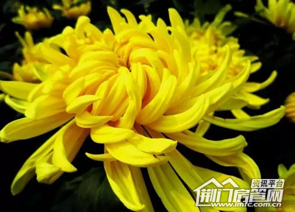 荆门菊花展