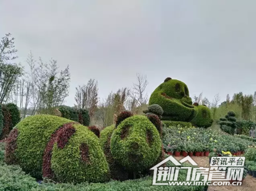 荆门菊花展