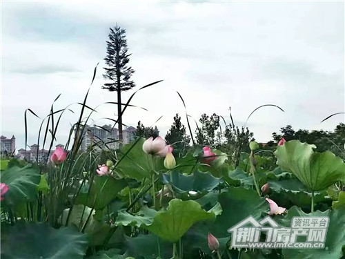 碧桂园