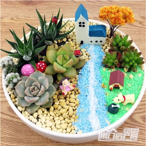 丹桂广场多肉DIY.jpg